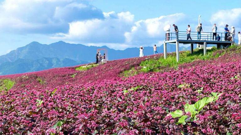 荞麦岭高山草甸